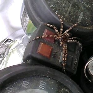 Meet your Posher, Peggy